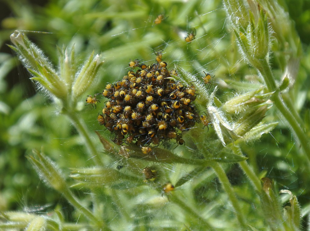 Baby Spiders Will Swarm If You Kill the Mother (image credits: flickr)