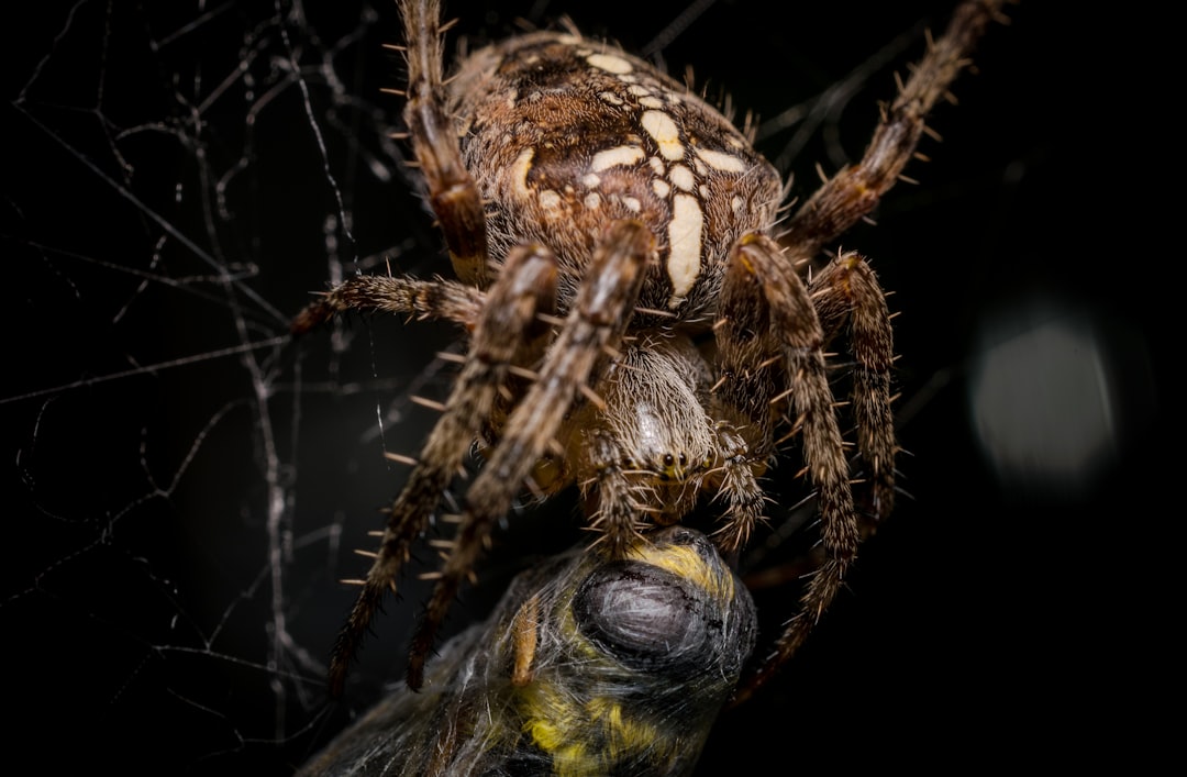 Spiders Are Insects (image credits: unsplash)