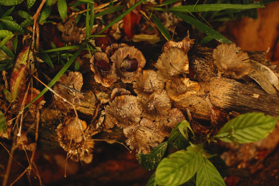 Conkers and Chestnuts Repel Spiders (image credits: unsplash)
