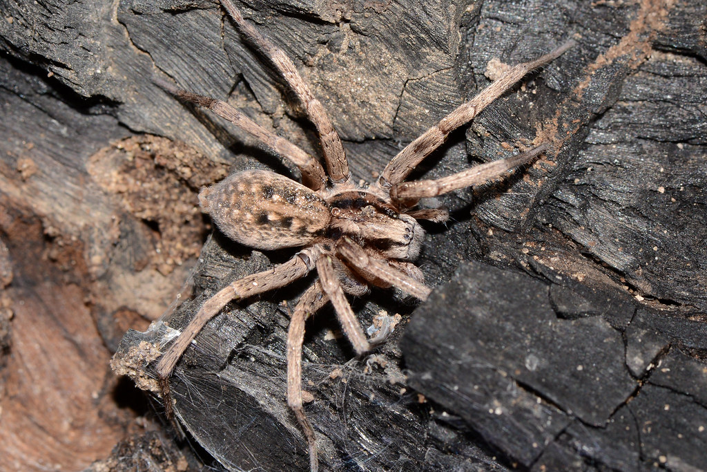 Spiders Are Attracted to Dirty or Cluttered Spaces (image credits: flickr)