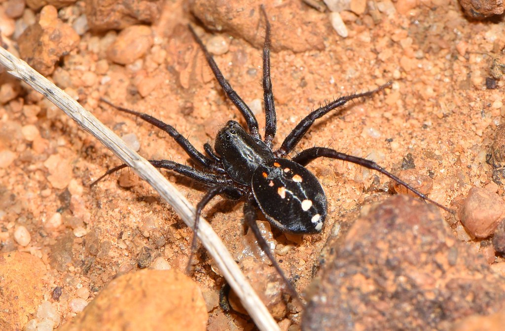 Conclusion: Embracing Our Eight-Legged Neighbors (image credits: flickr)
