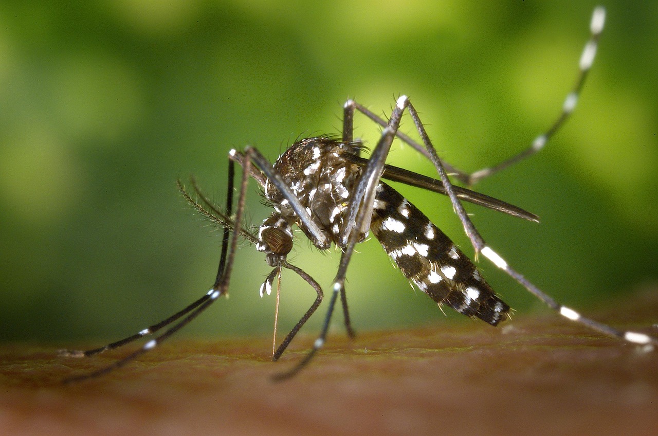 The Mosquito's Malaria Treatment Paradox (image credits: pixabay)