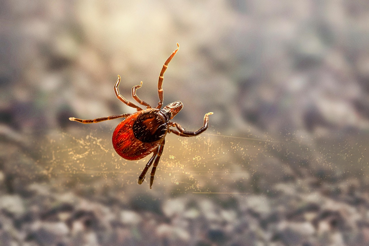 Tick Therapy and Traditional Medicine (image credits: pixabay)