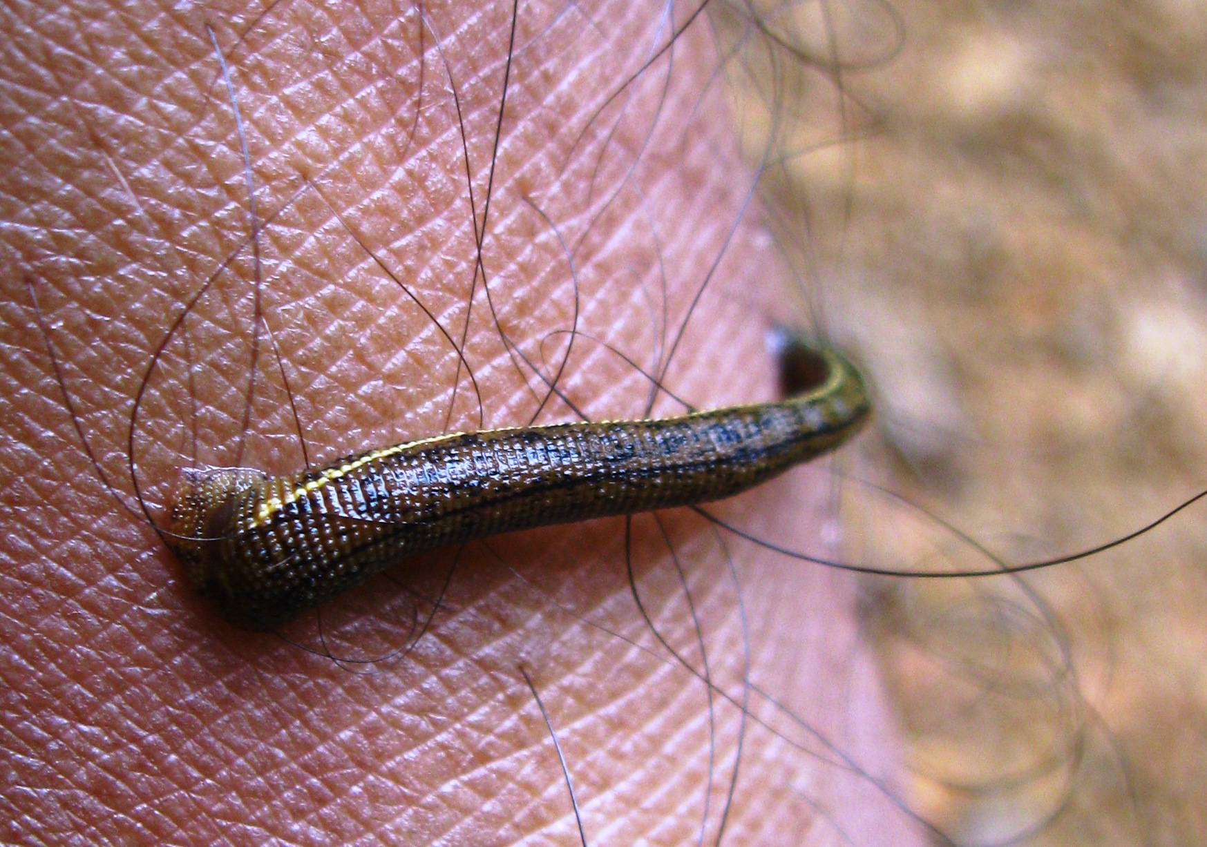 The Science Behind Blood-Feeding Healing (image credits: wikimedia)