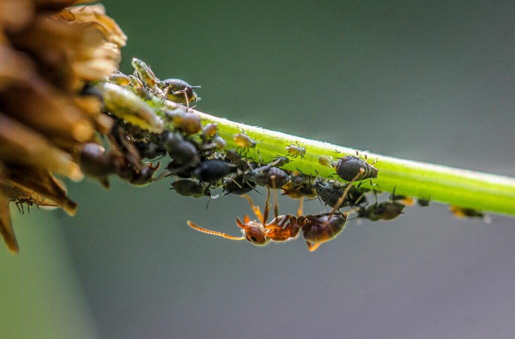 Leeches, Lice, and Bugs That Bled Us (for Health!)