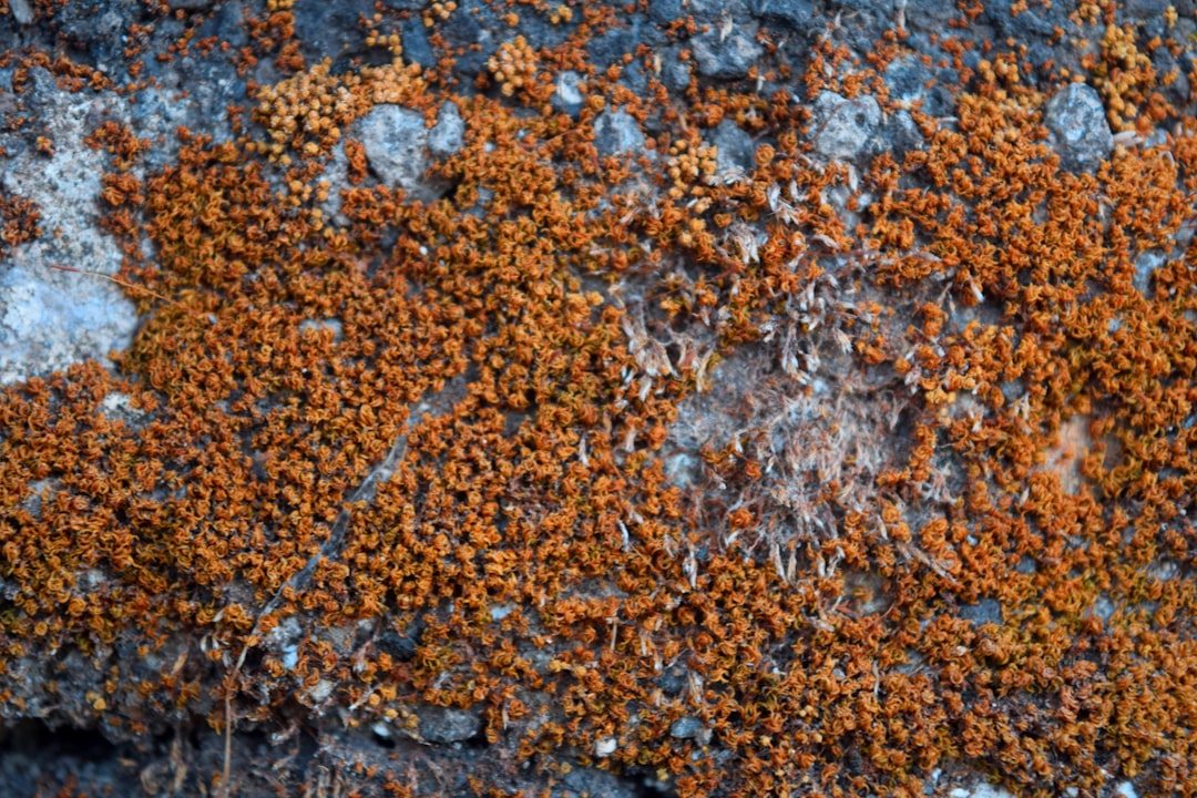 The Invasion Begins: How Spores Breach Insect Defenses (image credits: unsplash)