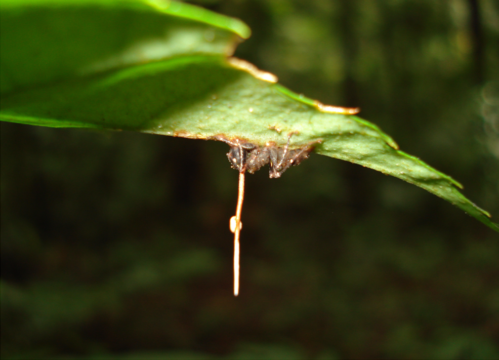 The Zombie Transformation: When Ants Lose Their Minds (image credits: wikimedia)