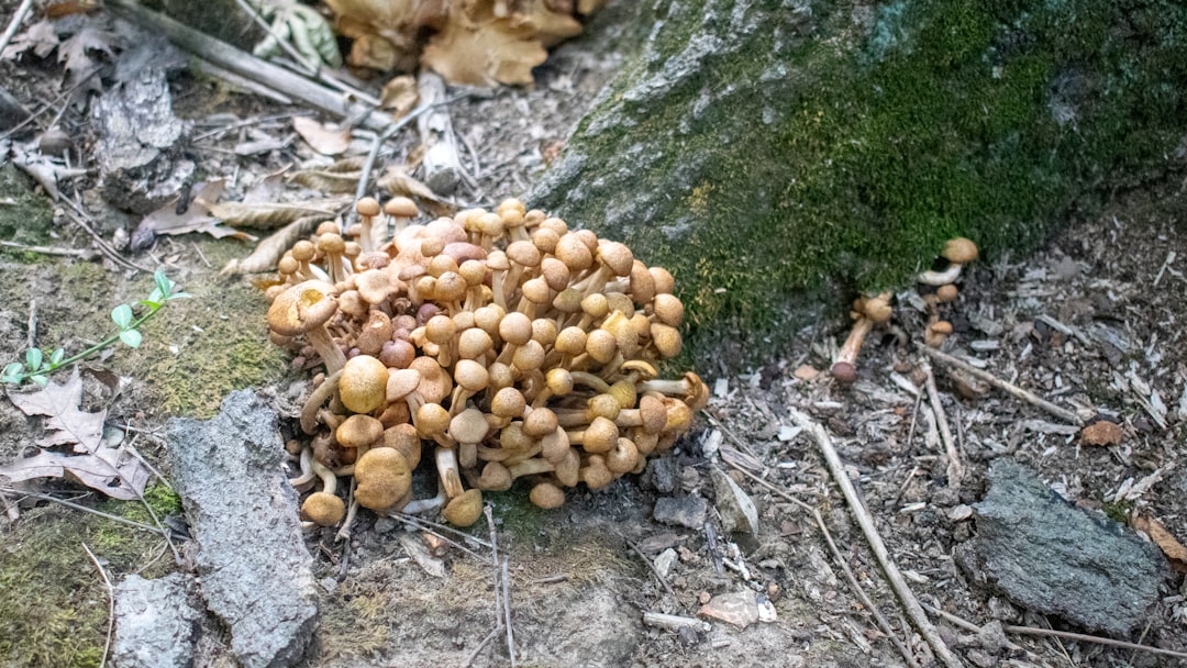 Beyond Ants: The Expanding Universe of Zombie-Making Fungi (image credits: unsplash)