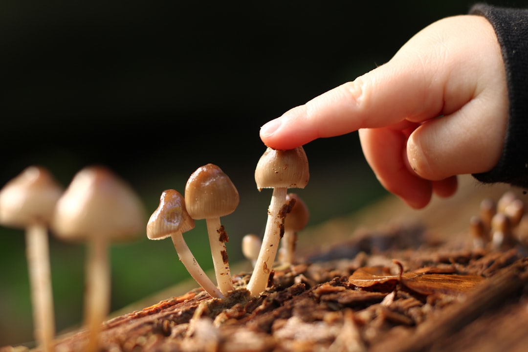 The Molecular Machinery: How Fungi Hack Insect Brains (image credits: unsplash)