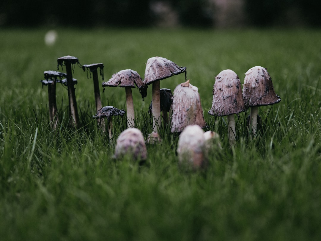 Medical Mysteries: What Zombie Fungi Teach Us About Human Health (image credits: unsplash)