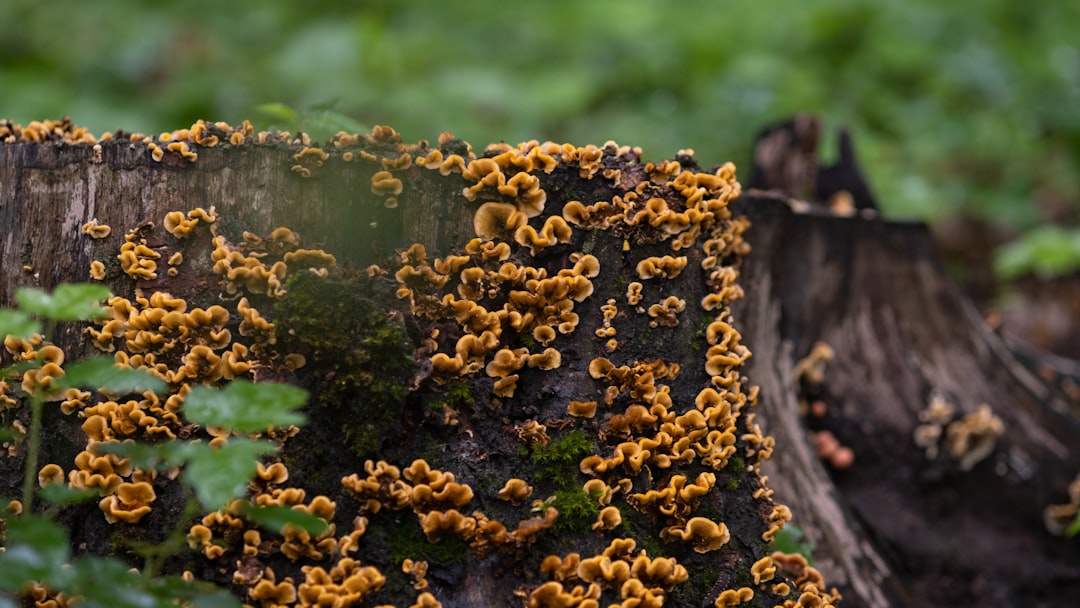 Future Frontiers: Where Zombie Fungus Research Is Heading (image credits: unsplash)