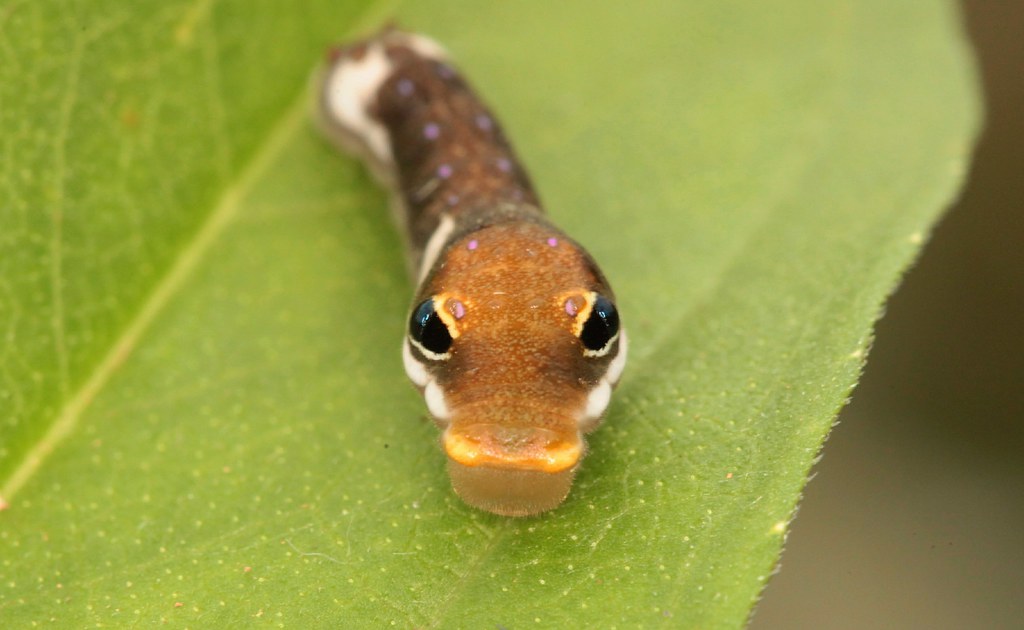 Masters of Disguise: The Elephant Hawkmoth Caterpillar (image credits: flickr)