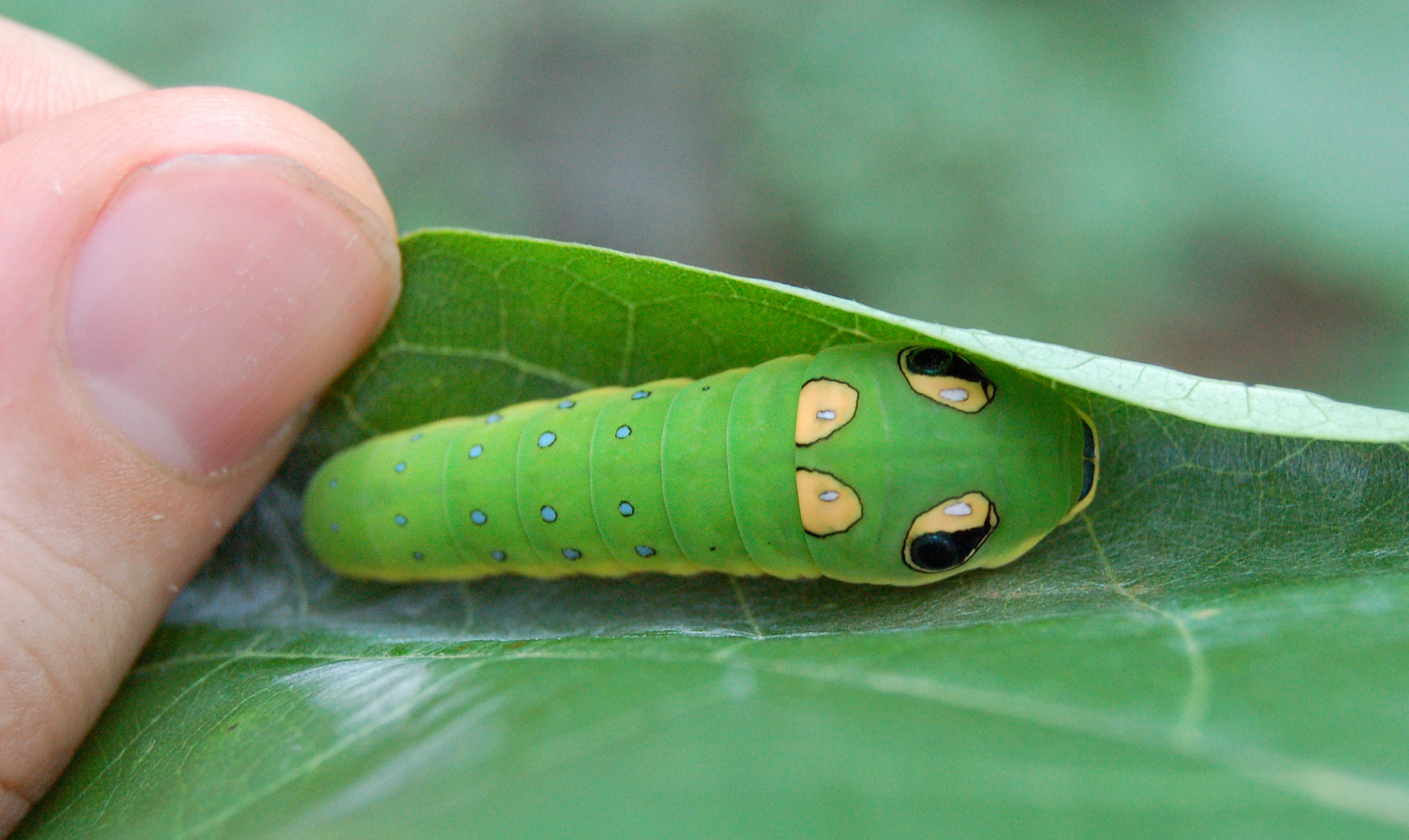 The Spicebush Swallowtail's Double Act (image credits: wikimedia)