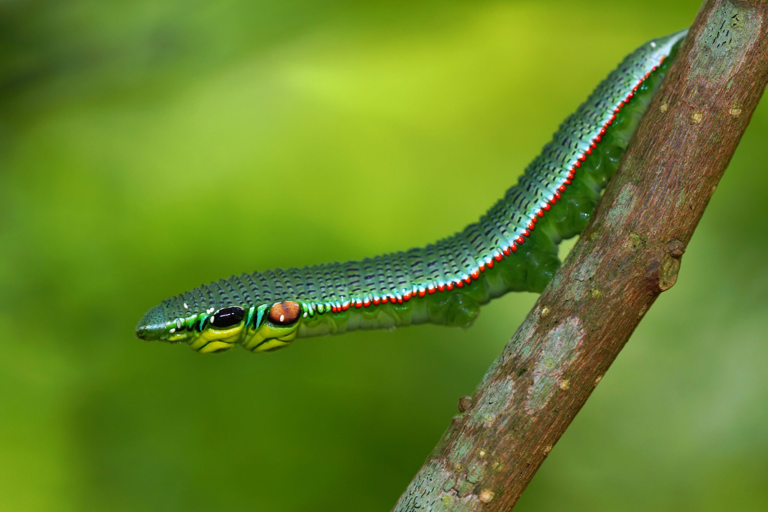 The Role of Coloration in the Deception (image credits: wikimedia)
