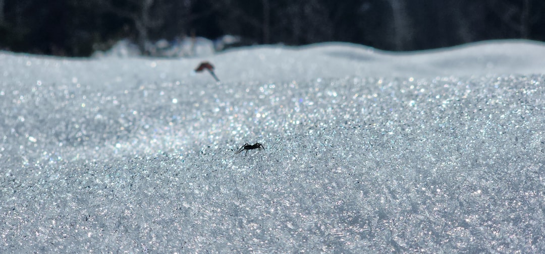 Ancient Ice Prisoners Tell Modern Stories (image credits: unsplash)