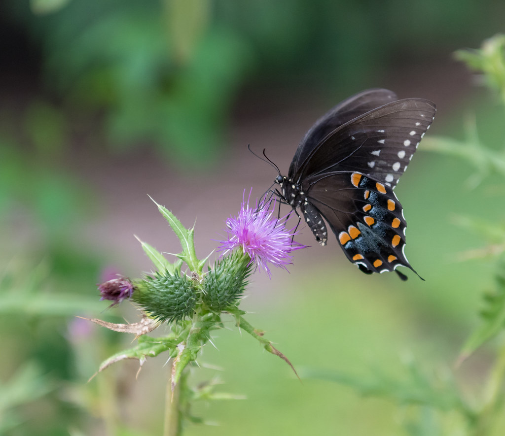 Migration Mysteries Solved by Tiny Wings (image credits: flickr)