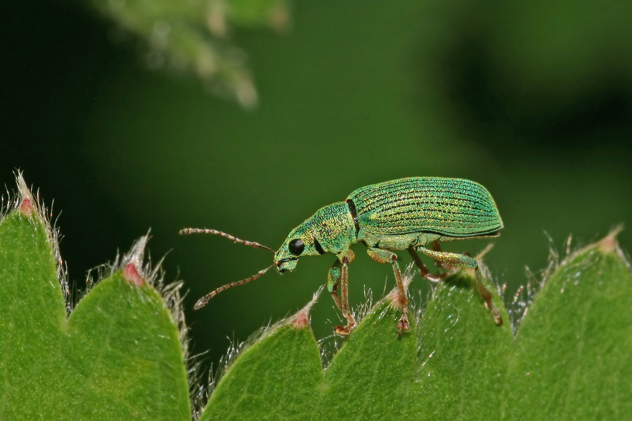 Shrinking Habitats Force Evolutionary Experiments (image credits: wikimedia)
