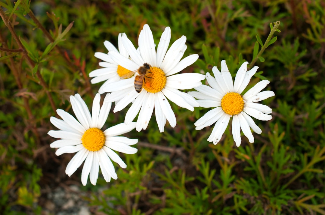 The Pollination Crisis Nobody Saw Coming (image credits: unsplash)
