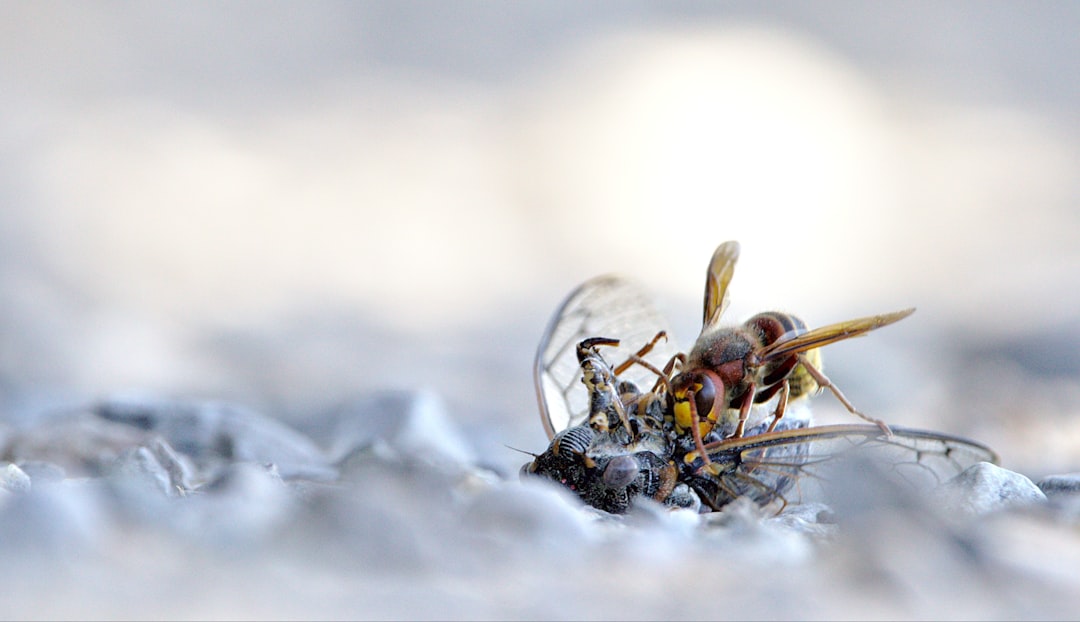 Frozen Food Webs in Flux (image credits: unsplash)