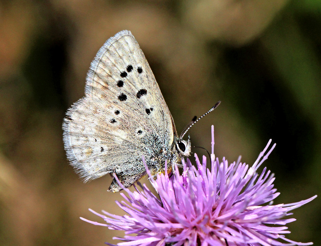 Behavioral Adaptations in Real Time (image credits: flickr)
