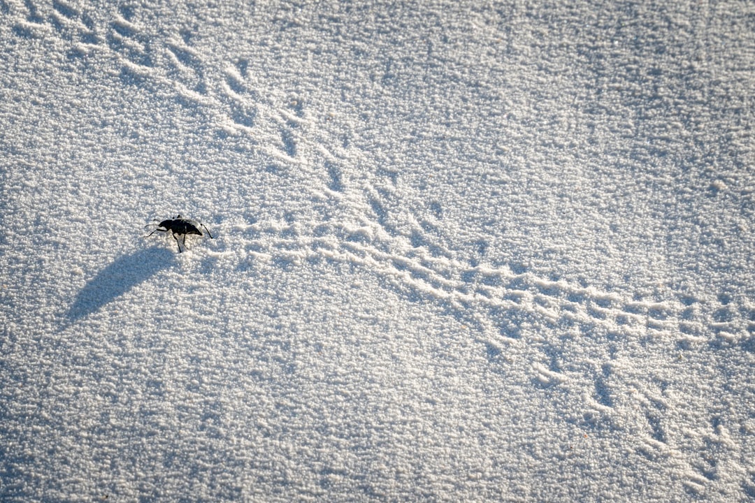 Technology Reveals Hidden Lives (image credits: unsplash)