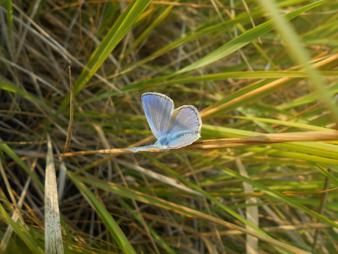 Conservation Strategies Born from Crisis (image credits: unsplash)