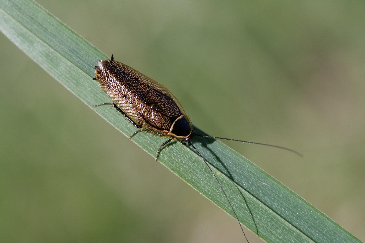 Understanding the Cockroach Respiratory System (image credits: pixabay)