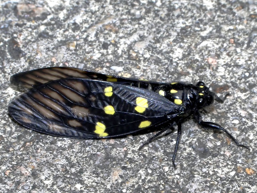 Geographic Distribution and Brood Mapping (image credits: flickr)