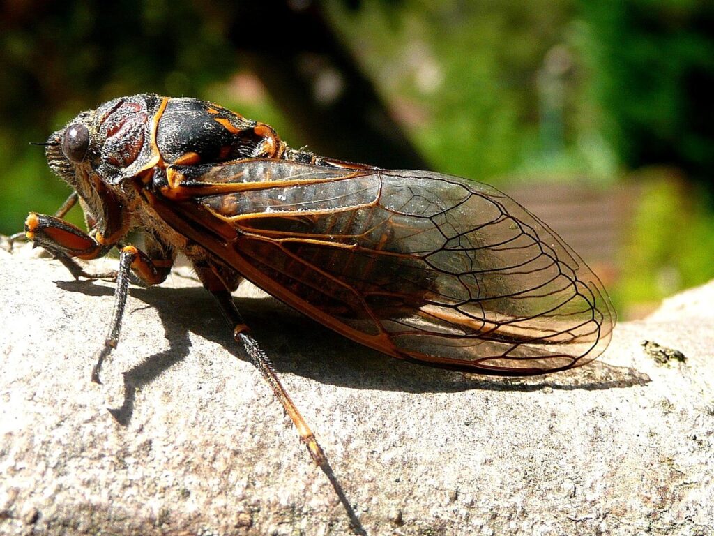 14-Year Sleep: The Longest Insect Life Cycles on Earth