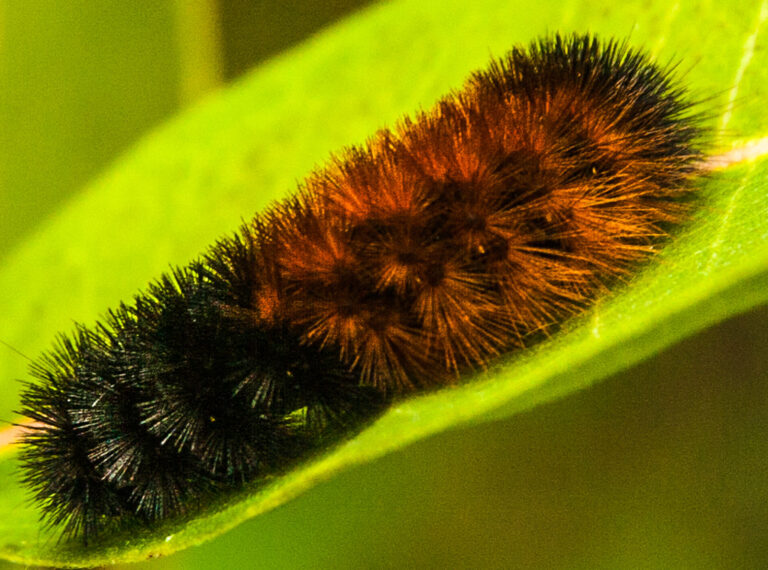 Chilling Adaptations: How Insects Survive Freezing Temperatures ...