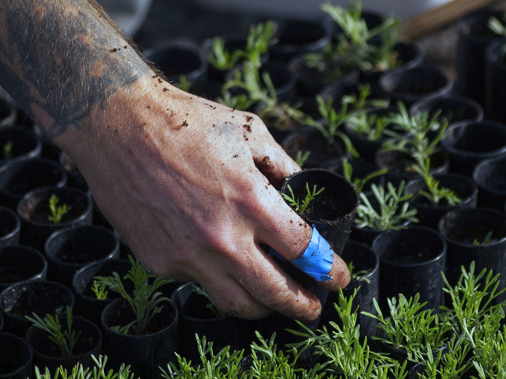 Behavioral Adaptations: Finding the Right Microclimate (image credits: flickr)