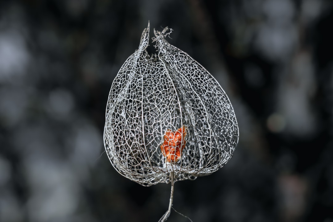 Energy Management: Conserving Resources During Winter (image credits: unsplash)