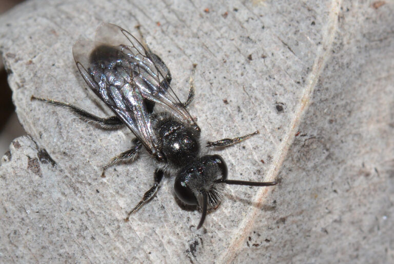 Chilling Adaptations: How Insects Survive Freezing Temperatures ...