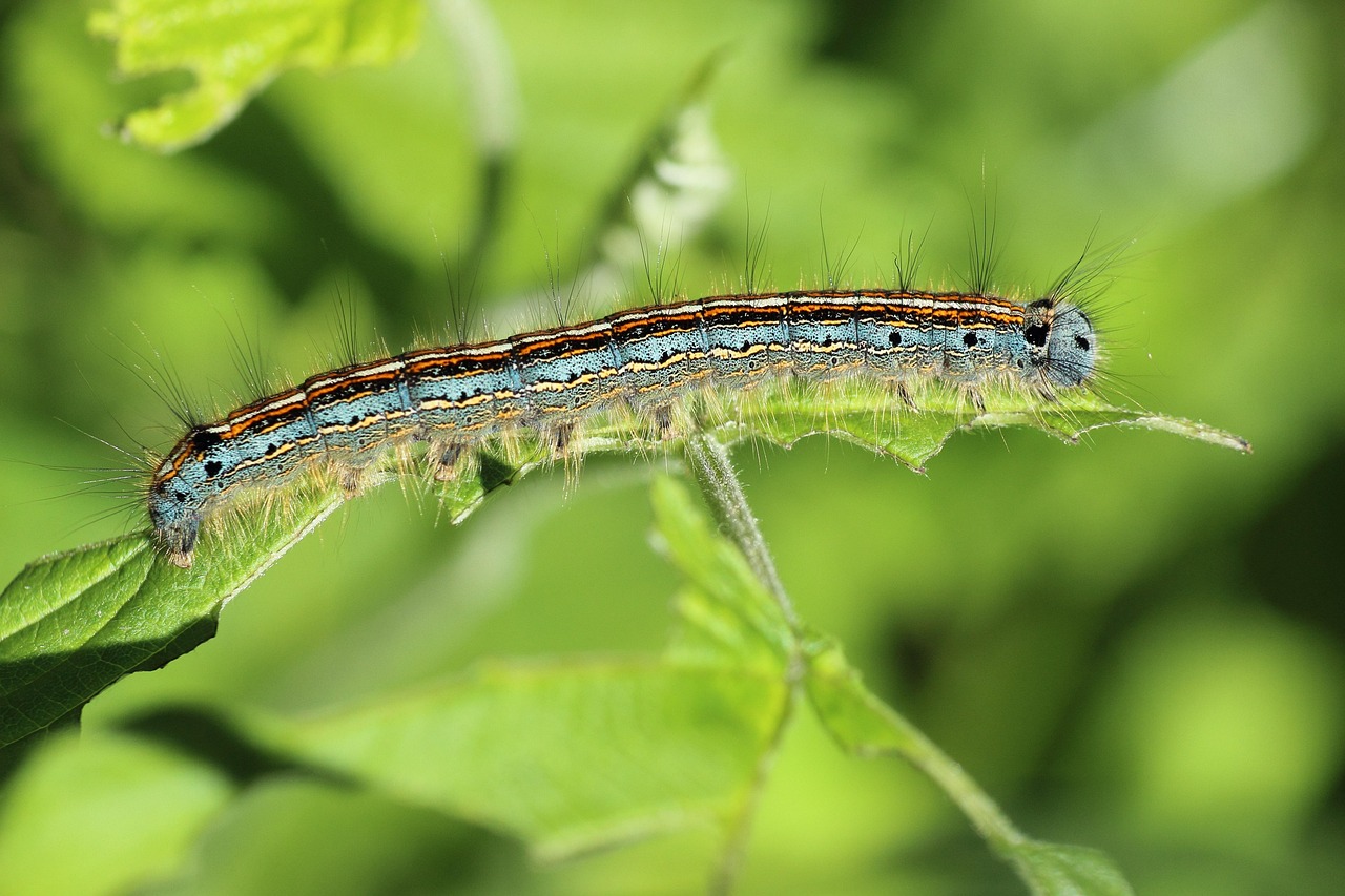 Caterpillars: The Unexpected Air Travelers (image credits: pixabay)