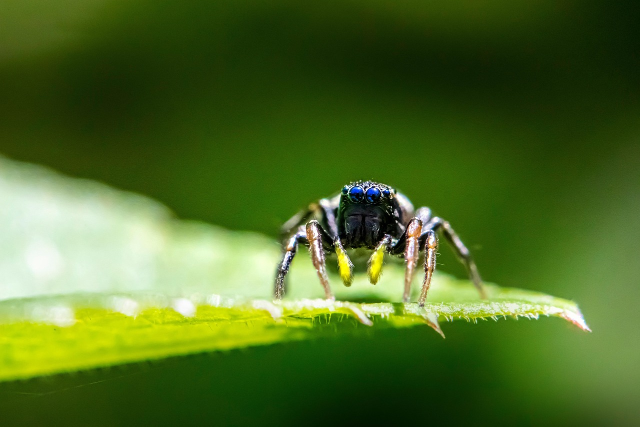 Predator Evasion Strategies in Aerial Escape (image credits: pixabay)