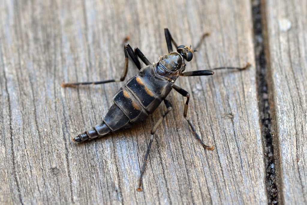 7 Insects That "Fly" Without Wings — Nature's Weirdest Travelers