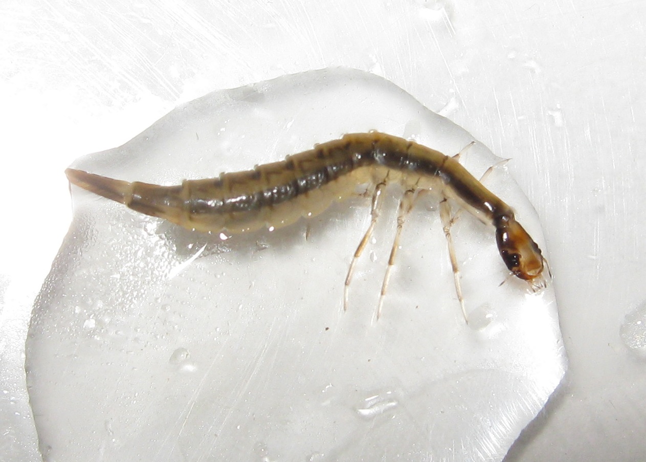 The Art of External Digestion (image credits: By Beatriz Moisset, CC BY-SA 4.0, https://commons.wikimedia.org/w/index.php?curid=76270027)