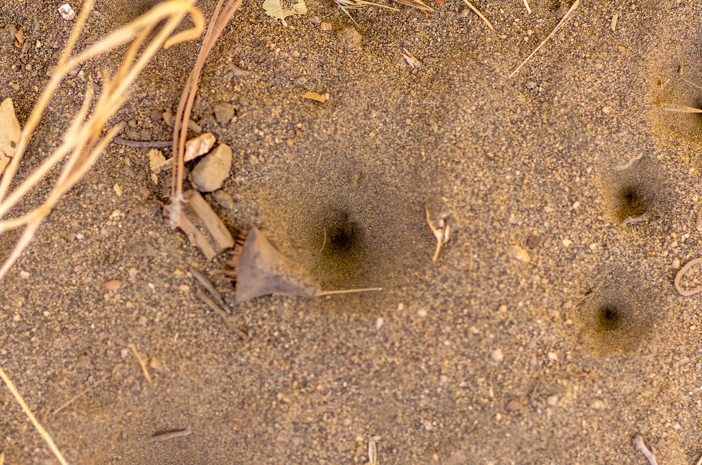 Antlion Larvae: The Original Pit Trap Engineers (image credits: flickr)