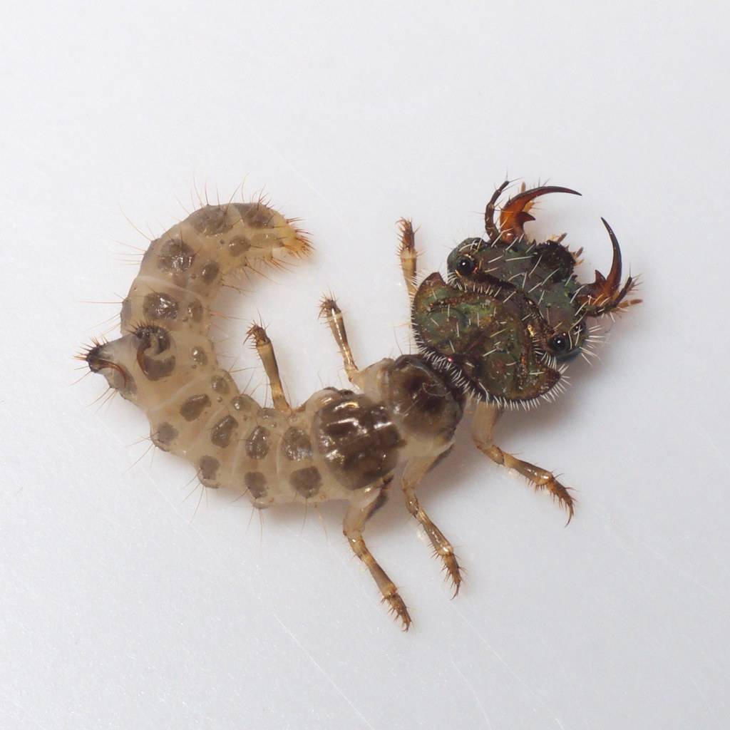 Tiger Beetle Larvae: Speed Demons of the Underground (image credits: flickr)