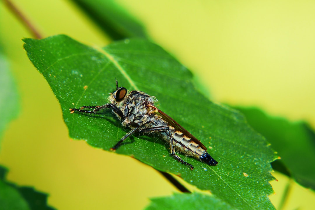 Robber Fly Larvae: The Underground Interceptors (image credits: unsplash)
