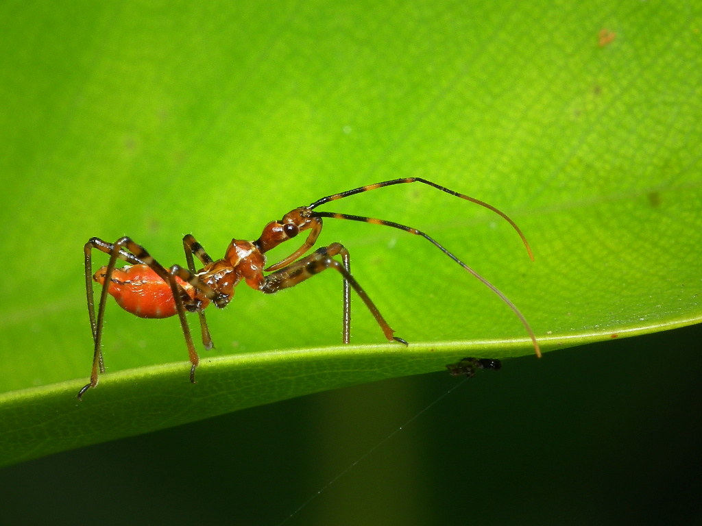 Assassin Bug Nymphs: The Masters of Injection (image credits: flickr)