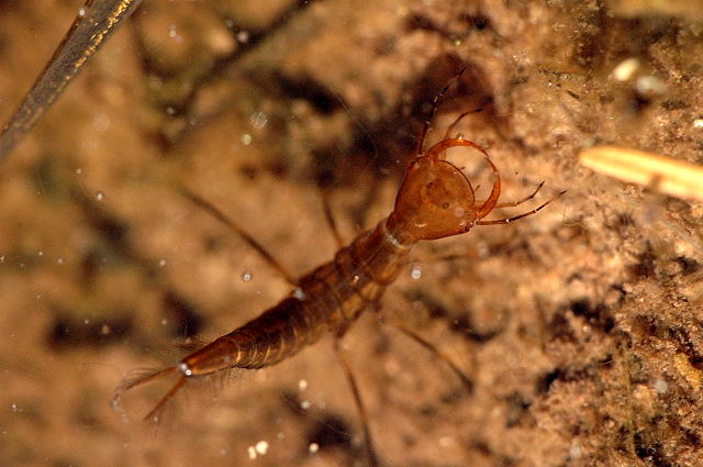 Diving Beetle Larvae: Aquatic Liquidators (image credits: James Lindsey's Ecology of Commanster Site, CC BY-SA 3.0, https://commons.wikimedia.org/w/index.php?curid=1671980)