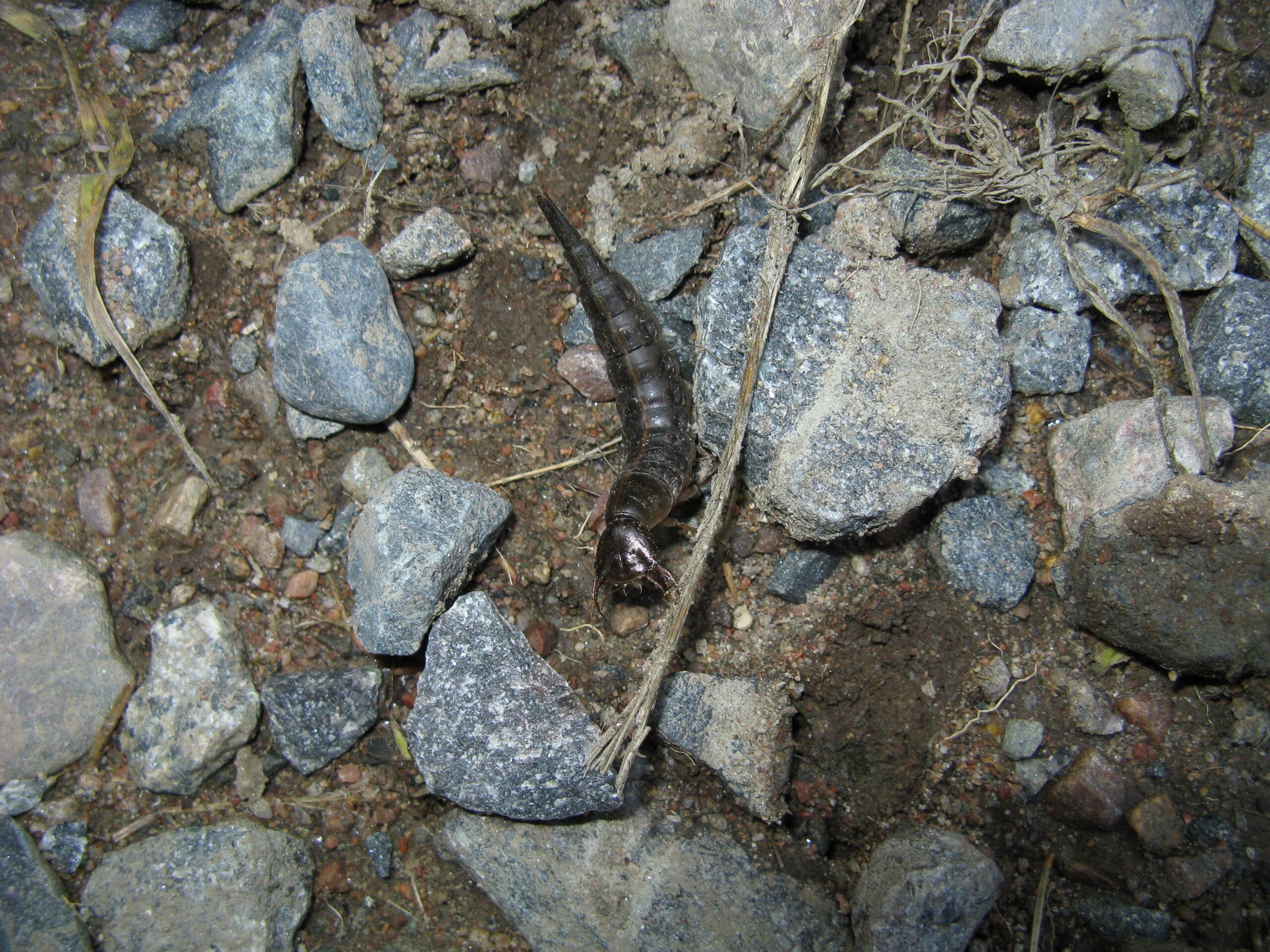 Ground Beetle Larvae: The Soil Assassins (image credits: wikimedia)