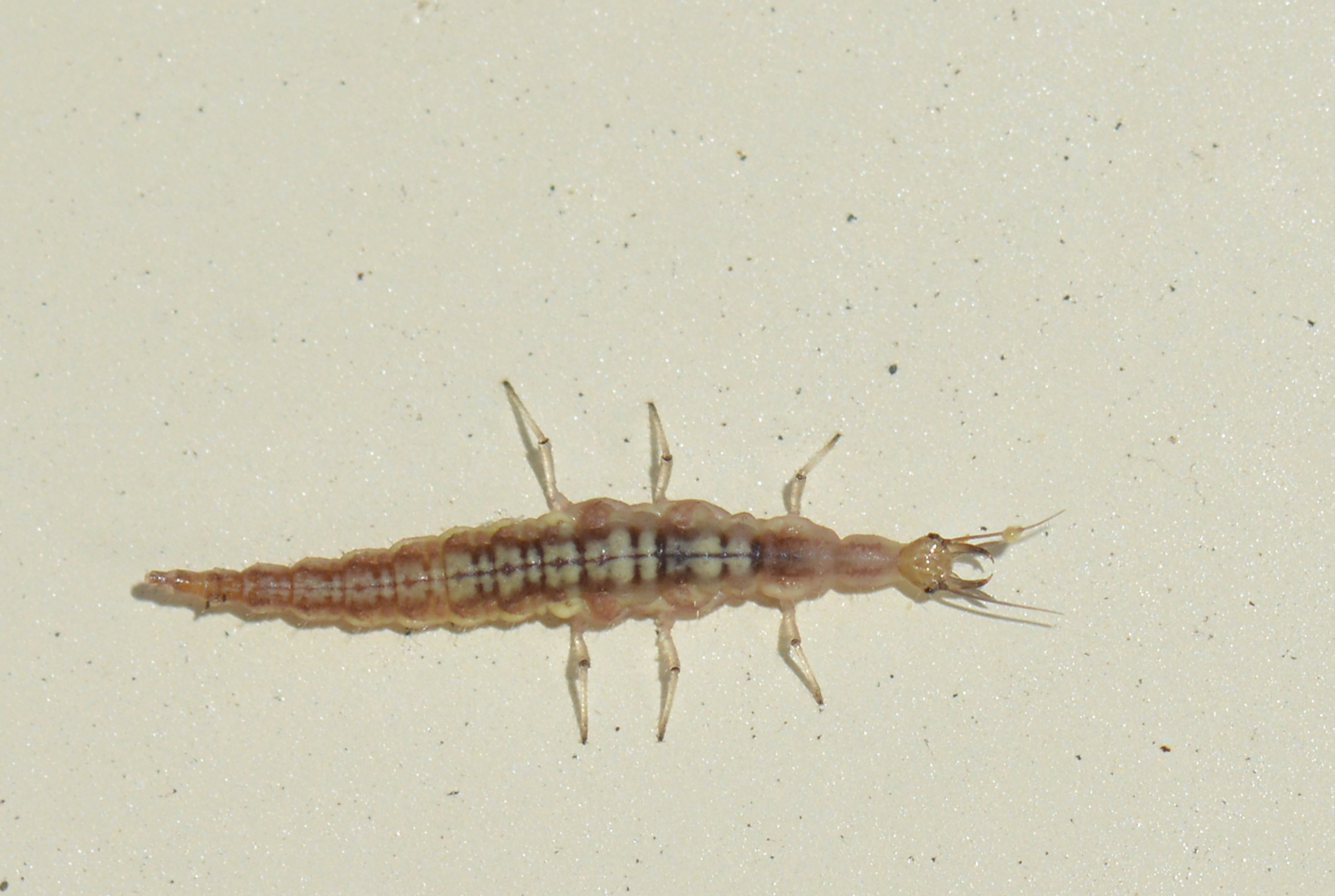 Neuroptera Larvae: The Diverse Liquidators (image credits: wikimedia)