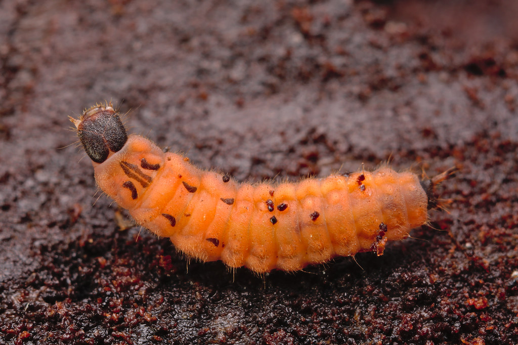Evolutionary Advantages of Liquid Feeding (image credits: flickr)