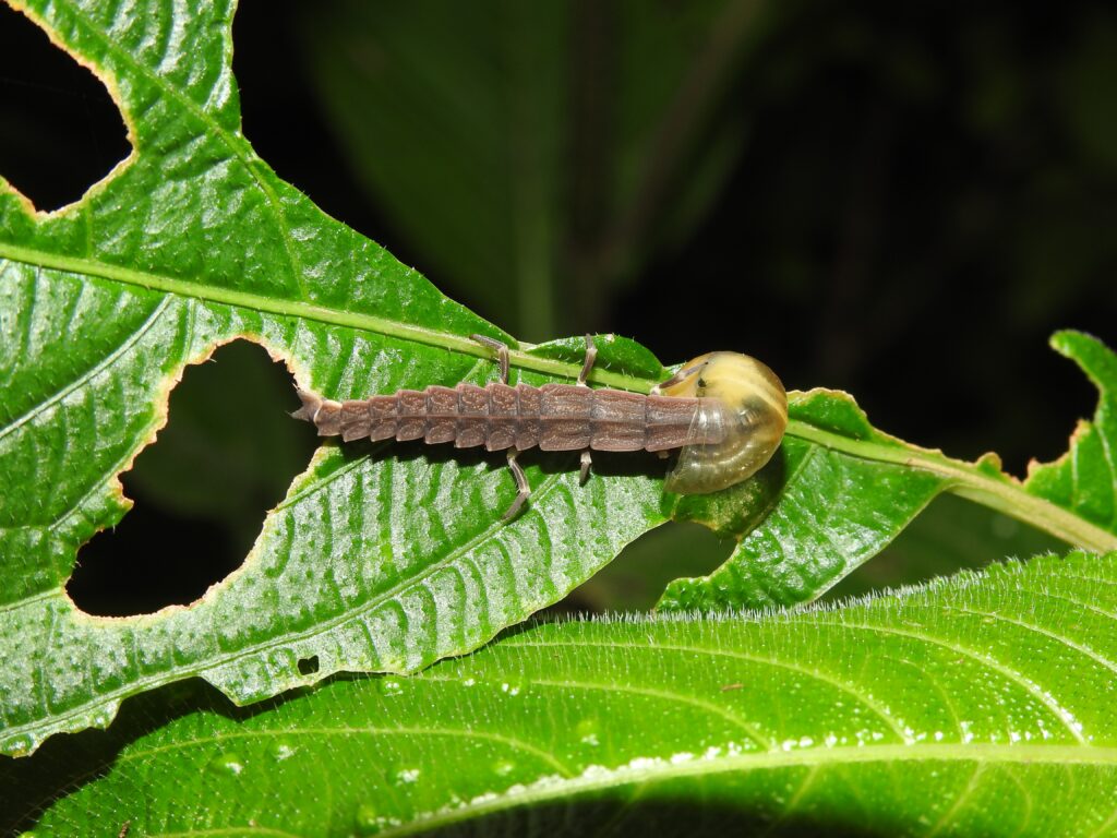 The Larvae That Liquefy Their Prey Before Slurping Them Up