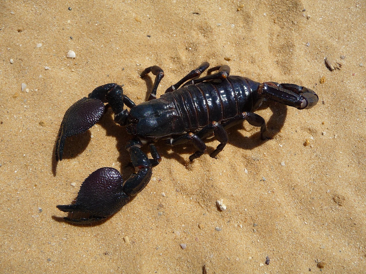 Challenges and Limitations of Mars Insect Survival (image credits: pixabay)