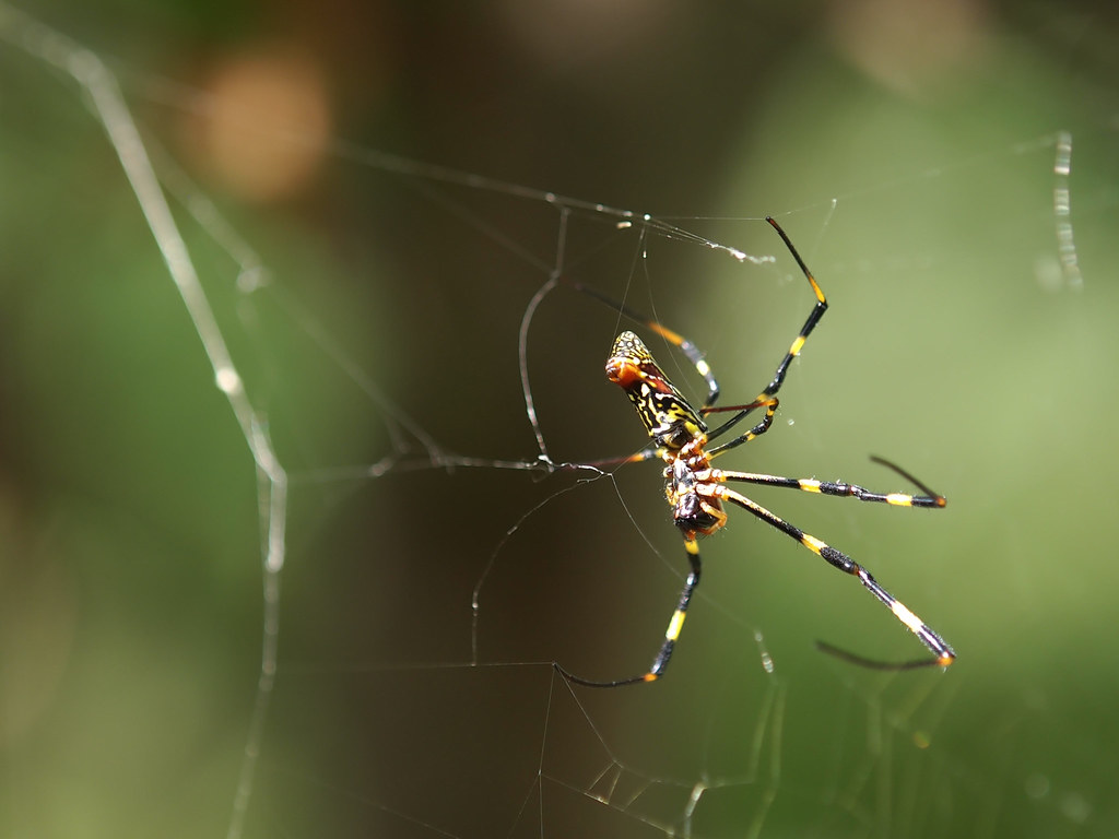 Meet the Joro Spider: A Golden Giant from Across the Pacific (image credits: flickr)