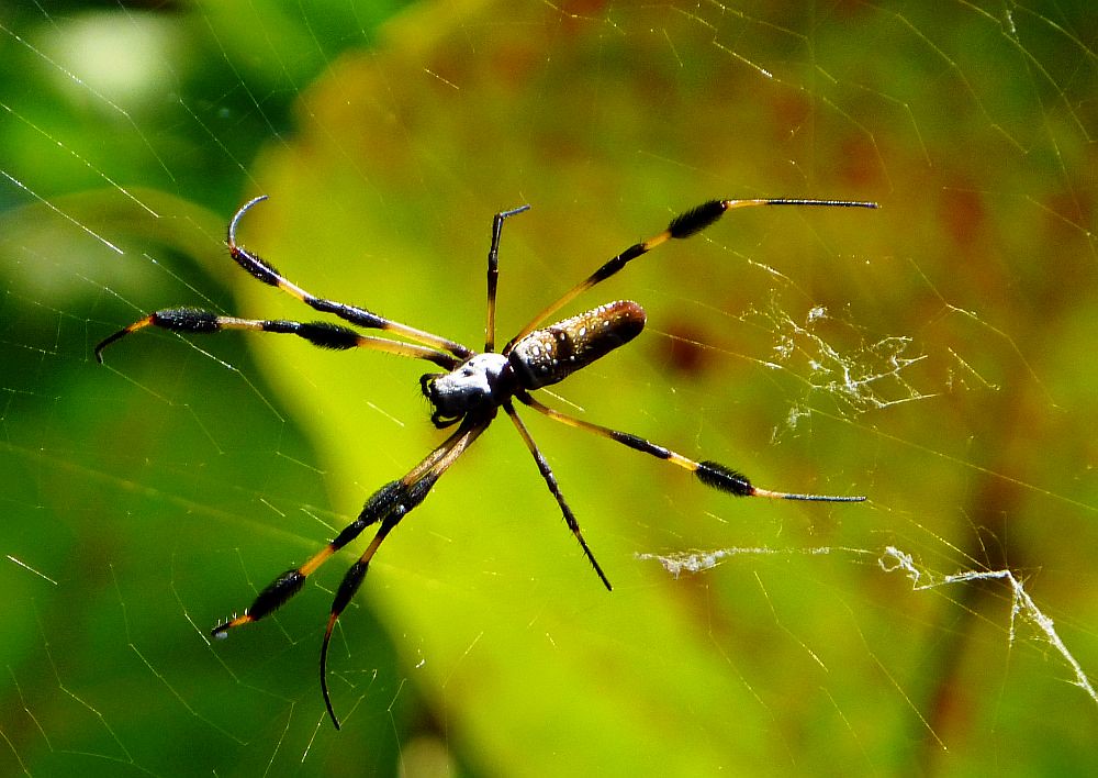 The Incredible Journey: How These Spiders Crossed an Ocean (image credits: flickr)