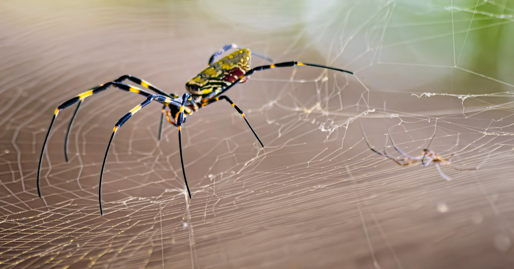 Web Architecture: Engineering Marvels in Your Backyard (image credits: flickr)